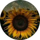 Sunflowersofthegarden Avatar