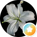 Cali Avatar